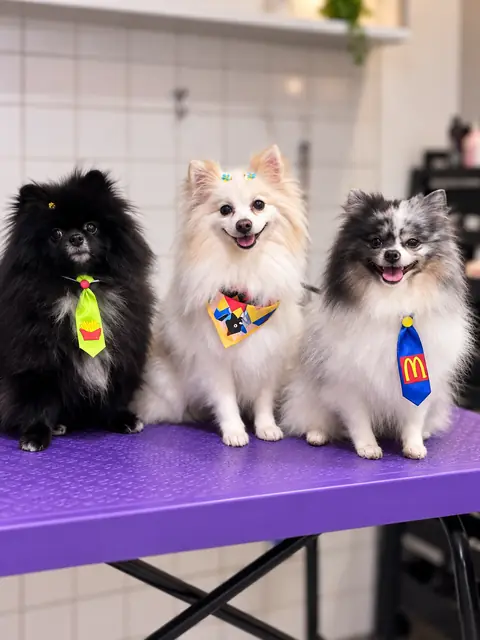 Três lulus da pomerânia com gravatinhas na mesa de tosa
