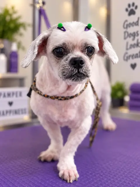 Cãozinho branco recém-tosado na máquina, com lacinhos verdes
