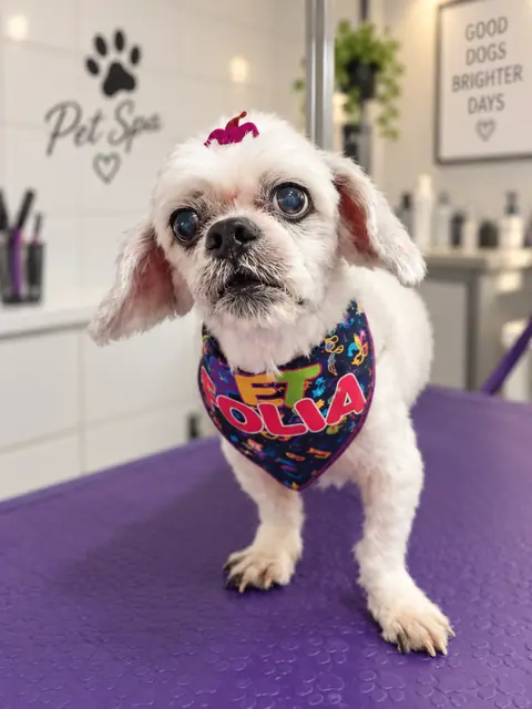 Shih-tzu branco com bandana colorida na mesa de tosa