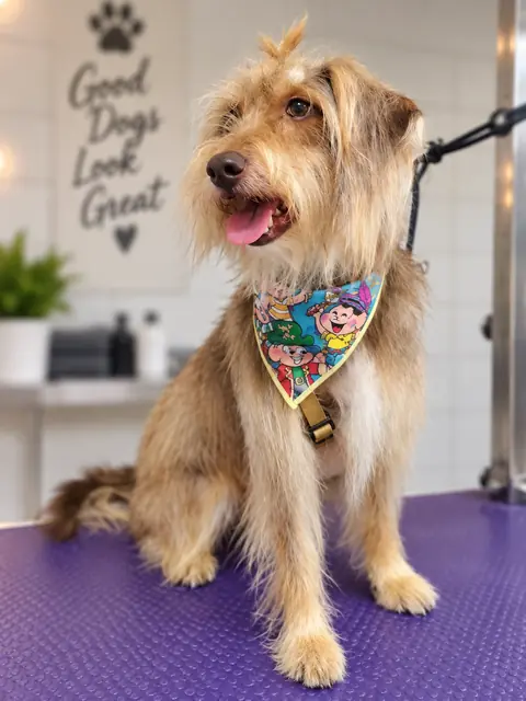 Cão dourado de pelagem longa com bandana, sentado na mesa de tosa