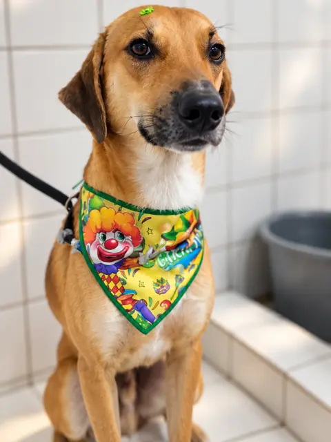 Cão caramelo com bandana colorida no box de banho